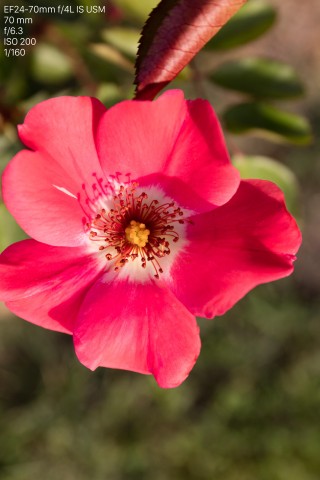 Canon 5DS (Bild: Andreas Donath)