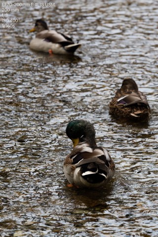 Canon 5DS (Bild: Andreas Donath)