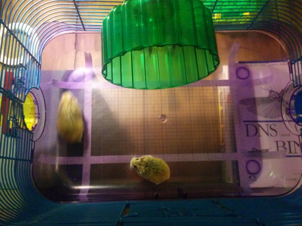 Eine aufgezeichnete Skala auf dem transparenten Boden des Hamsterkäfigs erlaubt das Ausmessen der Hamsterschritte. (Bild: Michelle Leonhart)