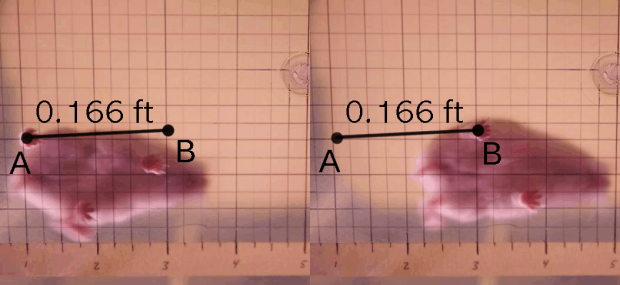 Die Auswertung der Zeitlupe verrät die Schrittlänge eines Hamsters von etwa 0,166 ft oder umgerechnet etwa 5 cm. (Bild: Michelle Leonhart)