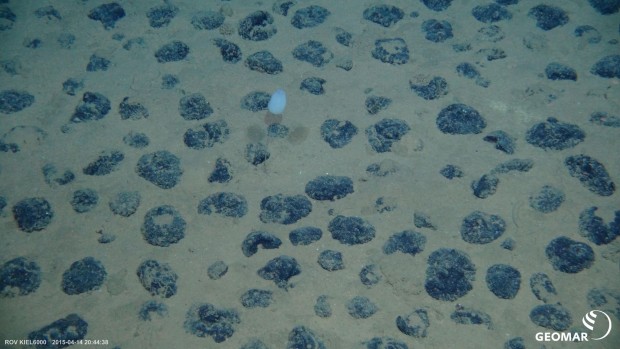 Sie enthalten neben Eisen und Mangan  auch Kobalt, Kupfer, Nickel oder Titan. (Foto: ROV-Team/Geomar)