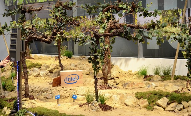 Der Weinberg mit Sensor-Hub links und Sensoren im Boden (Bild: Nico Ernst)