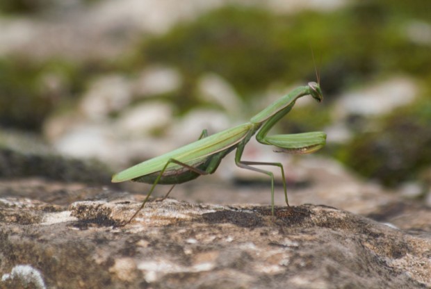 Vorbild war eine Gottesanbeterin, eine Fangschrecke. (Foto: Werner Pluta/Golem.de)