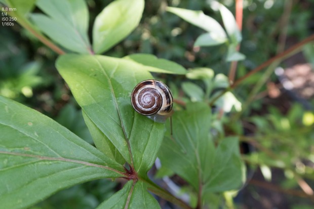 Testbild Canon Powershot G7 X II (Bild: Andreas Donath)