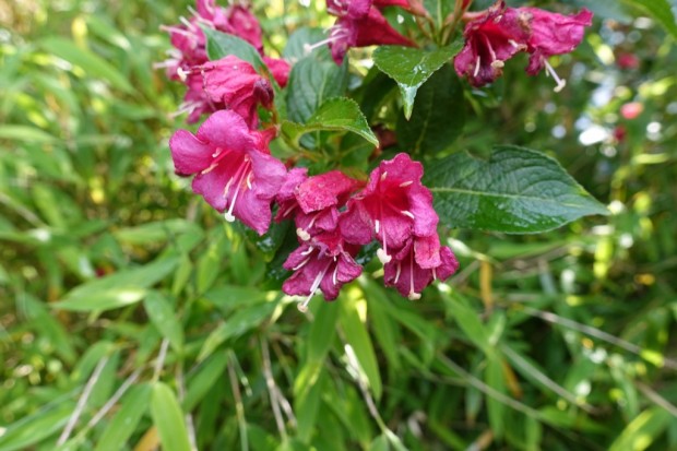 Sony DSC-RX100M4 (Bild: Andreas Donath)