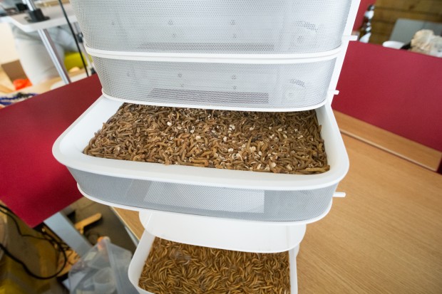 Die verschiedenen Schubladen beherbergen die Mehlwürmer in unterschiedlichen Entwicklungsstadien. (Bild: Tobias Költzsch/Golem.de)