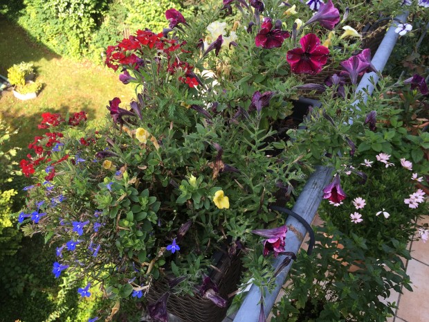 Auch das Blumen-Bild ist mit iOS allein dunkler ... (Foto: Golem.de)