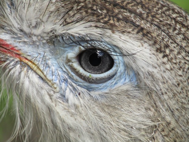 Canon Powershot SX 420 IS (unbearbeitetes Originalfoto)