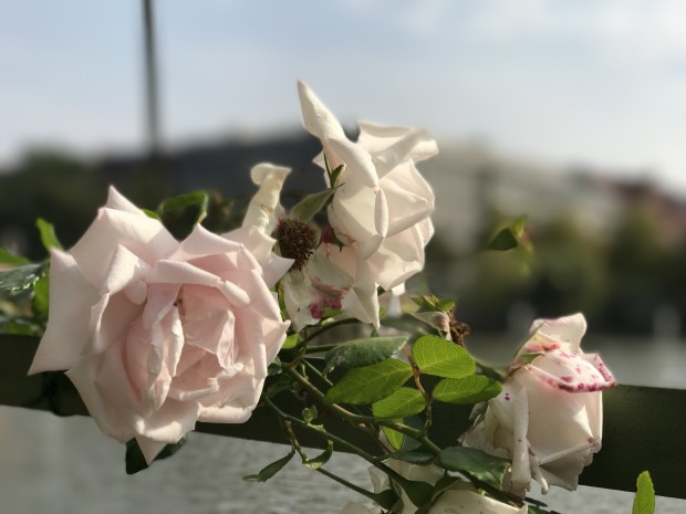 Auch bei diesen Blumen ist der Vordergrund eigentlich ganz gut vom Hintergrund getrennt, allerdings werden Blütenteile "verschluckt". (Bild: Tobias Költzsch/Golem.de)