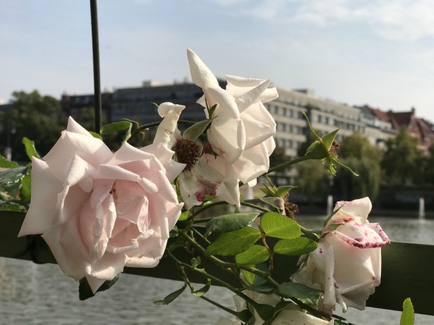 Das Originalbild mit schärferem Hintergrund (Bild: Tobias Költzsch/Golem.de)