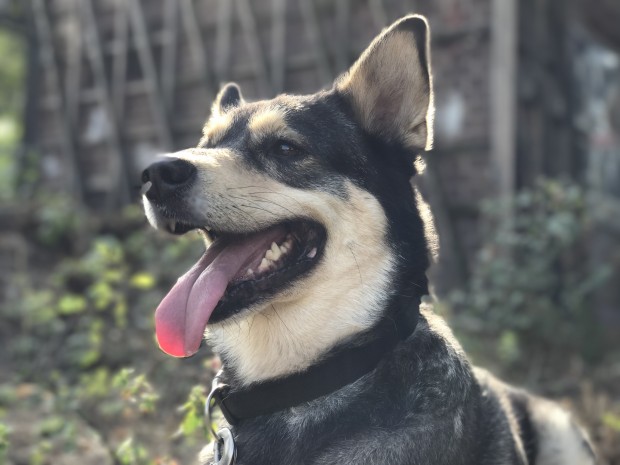 Der Redaktionshund Chase posiert im Gegenlicht. Hier hat der Porträtmodus Probleme bei der Schnauze des Hundes - zugegebenermaßen aber auch eine schwierige Belichtungssituation. (Bild: Tobias Költzsch/Golem.de)