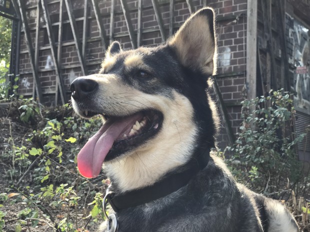 Das Originalbild mit schärferem Hintergrund (Bild: Tobias Költzsch/Golem.de)