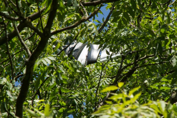 Ein seltener Nurfl&uuml;ger, wie er sich in den &Auml;sten eines Baumes vor Fressfeinden versteckt. (Bild: Martin Wolf/Golem.de)