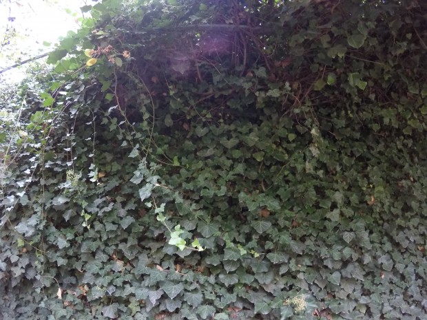 Einstreuungen bei der Gopro Hero 5 (Bild: Martin Wolf/Golem.de)