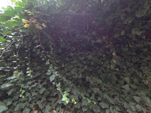 Einstreuungen bei der Yi 4K Action Camera (Bild: Martin Wolf/Golem.de)