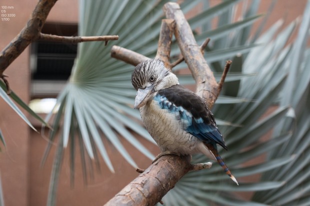 Foto Canon EOS 5D Mark IV (Bild: Andreas Donath)