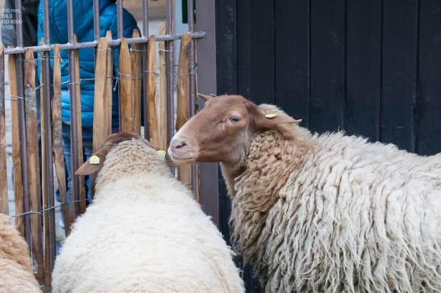 Foto Canon EOS 5D Mark IV (Bild: Andreas Donath)