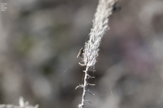 Foto Canon EOS 5D Mark IV (Bild: Andreas Donath)