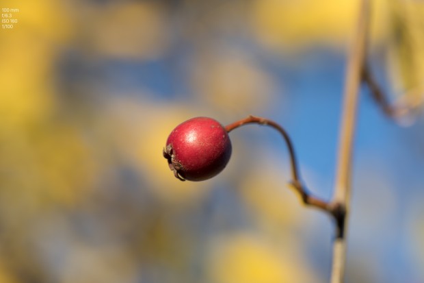 Foto Canon EOS 5D Mark IV (Bild: Andreas Donath)