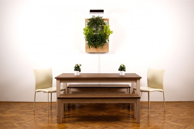 Herbert braucht keine Erde, nur Wasser, Dünger und Schwämme. (Foto: Ponix)