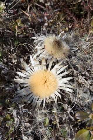 Testfoto Leica TL (Bild: Andreas Donath)