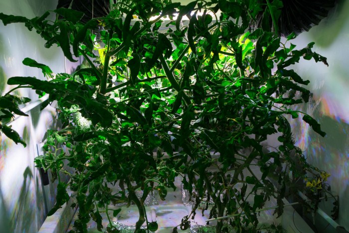 15 verschiedene Pflanzensorten  bauen die Bremer an - hier eine Tomate, ... (Foto: Werner Pluta/Golem.de)
