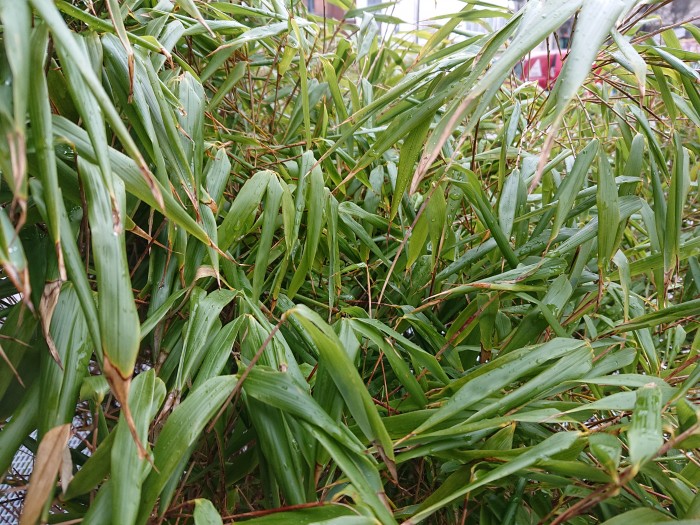 Foto mit der Kamera des Xperia XZ2 aufgenommen (Bild: Areamobile)