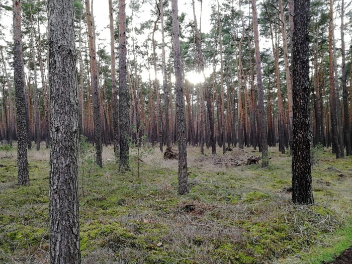 Der Wald gilt als erntereifer Kiefernforst. (Foto: Friedhelm Greis/Golem.de)