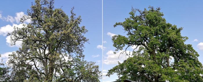 Während die beiden Birnbäume 2019 noch gleich belaubt waren, zeigen sich im direkten Vergleich starke Unterschiede. (Foto: Friedhelm Greis/Golem.de)