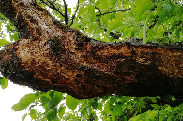 Der Apfelbaum hat durch Käferbefall schon mehrere Äste verloren. (Foto: Friedhelm Greis/Golem.de)