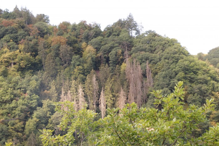 Typische Baumschäden in deutschen Wäldern nach mehreren trockenen und heißen Sommern. (Foto: Friedhelm Greis/Golem.de)