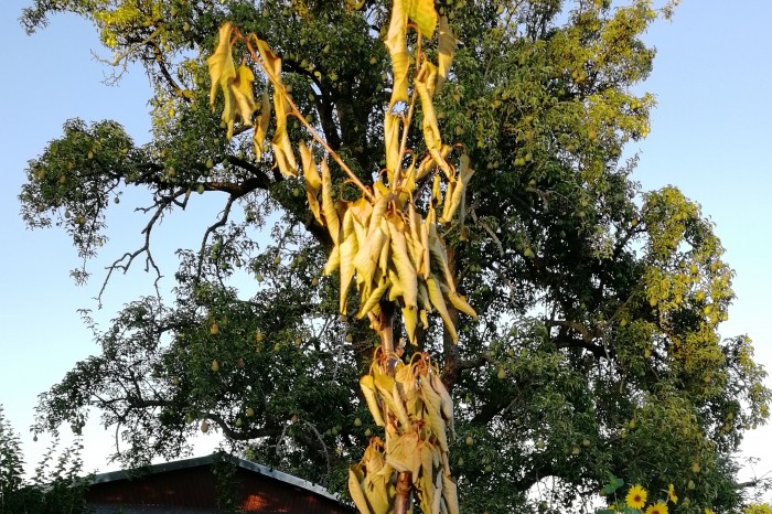 Der junge Kirschbaum hat die Hitze im Sommer 2018 nicht überstanden. (Foto: Friedhelm Greis/Golem.de)