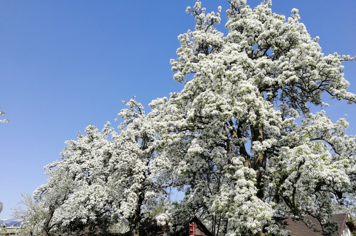Ob der Birnbaum noch einmal wie 2018 erblühen wird? (Foto: Friedhelm Greis/Golem.de)