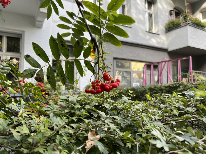 Ein mit der Hauptkamera aufgenommenes Foto (Bild: Tobias Költzsch/Golem.de)
