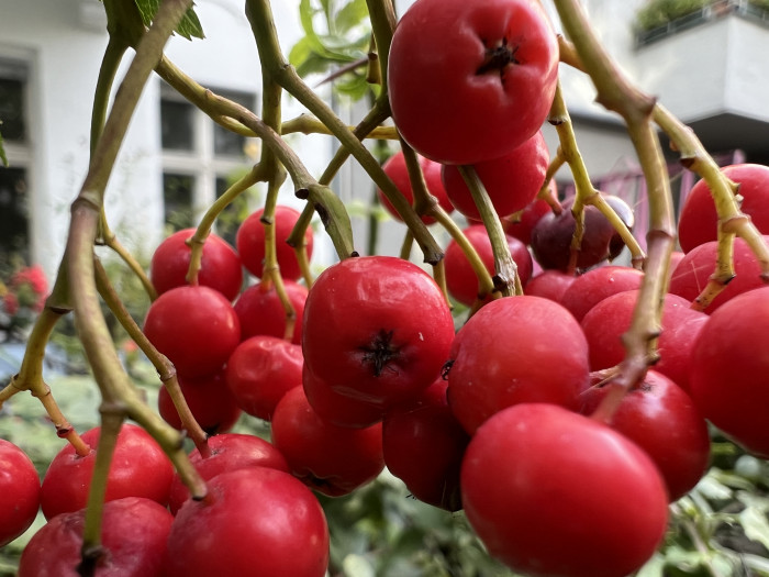 Das gleiche Motiv, im Makromodus aufgenommen (Bild: Tobias Költzsch/Golem.de)