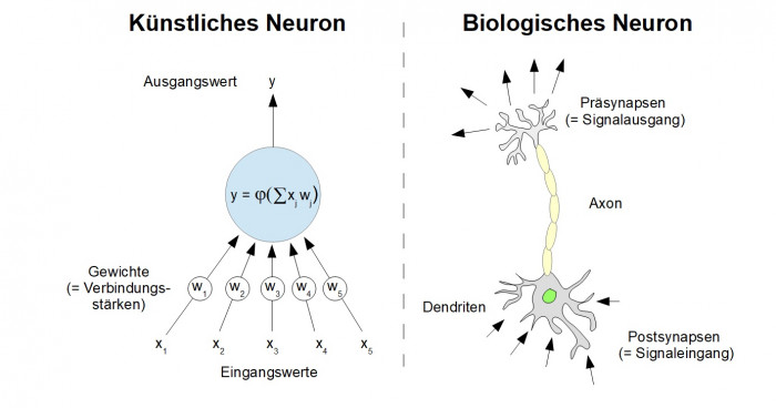 Links: Ein künstliches Neuron ist eine mathematische Operation, nämlich eine nichtlineare Funktion angewandt auf eine gewichtete Summe der Eingangswerte. Rechts: Das biologische Neuron empfängt chemische Signale an seinen Postsynapsen, die es dazu anregen können, einen elektrischen Impuls an seinem Axon entlang zu schicken. Dieses Signal kann über die Präsynapsen wiederum die Postsynapsen anderer Neuronen beeinflussen. (Bild: Helmut Linde)