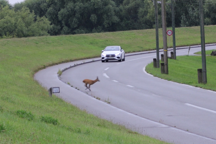 Eigentlich kein Auto zum Davonlaufen, der EQE. (Foto:Werner Pluta/Golem.de)