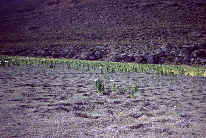 In dem Hochland (Altiplano) gibt es nur eine spärliche Vegatation. Es wächst unter anderem Quinoa. (Foto: Friedhelm Greis/Golem.de)