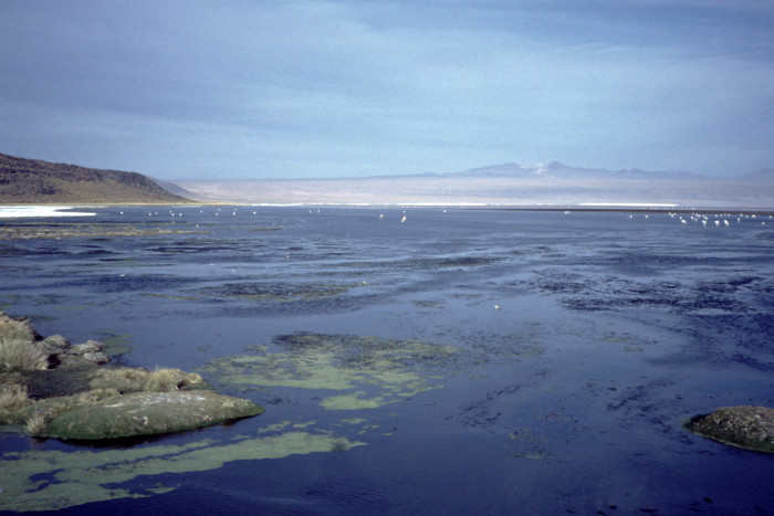 Umweltschützer befürchten, dass durch das Abpumpen der Sole der Wasserspiegel in den Seen sinkt und die Flamingos ihre Lebensräume verlieren. (Foto: Friedhelm Greis/Golem.de)