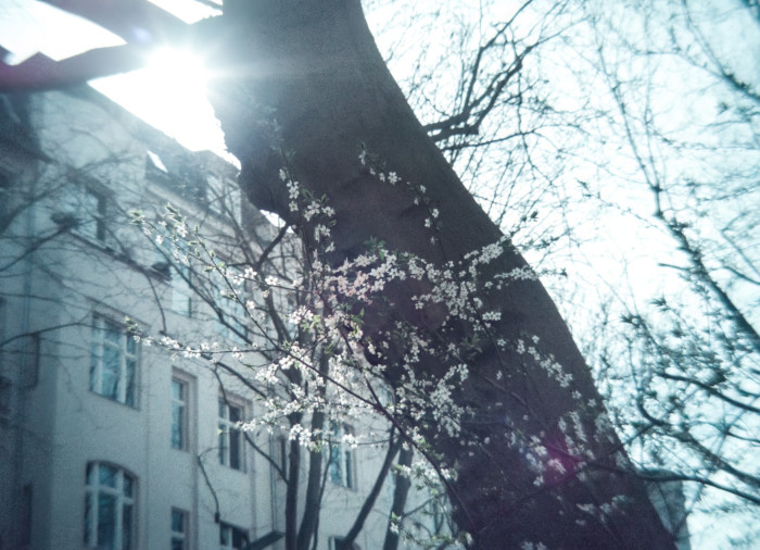 Bei Gegenlichtaufnahmen müssen wir matschige Details wie beim Baumstamm hinnehmen. Auch das Bildrauschen lässt sich in diesem Fall nicht leicht kontrollieren. (Bearbeitung mit Lightroom und Topaz Photo AI) (Bild: Tobias Költzsch/Golem.de)