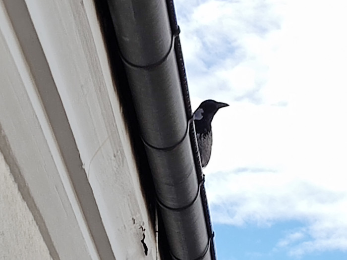 Ein optisches Teleobjektiv hat das Thinkphone nicht - entsprechend ist der digitale Zoom qualitativ eingeschr&auml;nkt. (Bild: Tobias K&ouml;ltzsch/Golem.de)