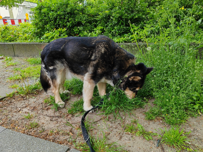 Ein schnüffelnder Hund (Bild: Tobias Költzsch/Golem.de)