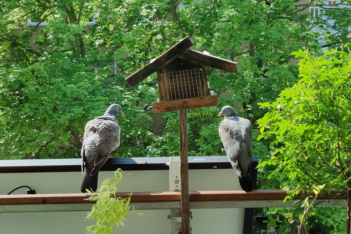 Das gilt vor allem dann, wenn größere Vögel wie Tauben sich auf dem Rand niederlassen. (Foto: Friedhelm Greis/Golem.de)