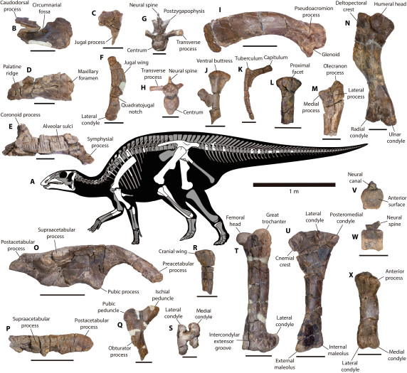Die Skelettanatomie von Gonkoken nanoi