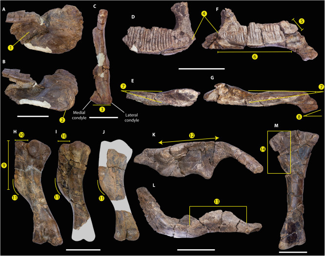 Gonkoken nanoi fehlt es an mehreren abgeleiteten Merkmalen, die bei den Hadrosauridae zu finden sind.