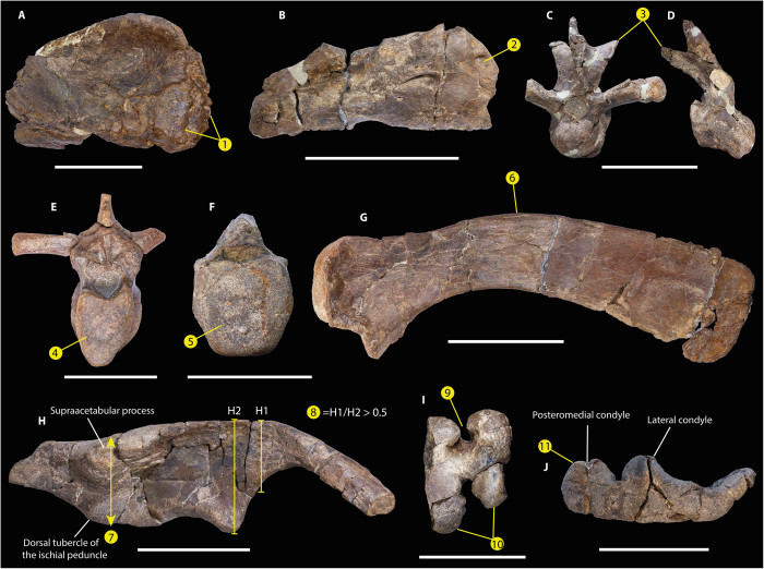 Abgeleitete Merkmale von Gonkoken nanoi gemeinsam mit Hadrosauridae.