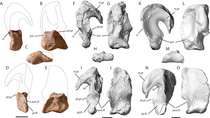 Knochenteile des ausgegrabenen Mosasauriers Sarabosaurus dahli