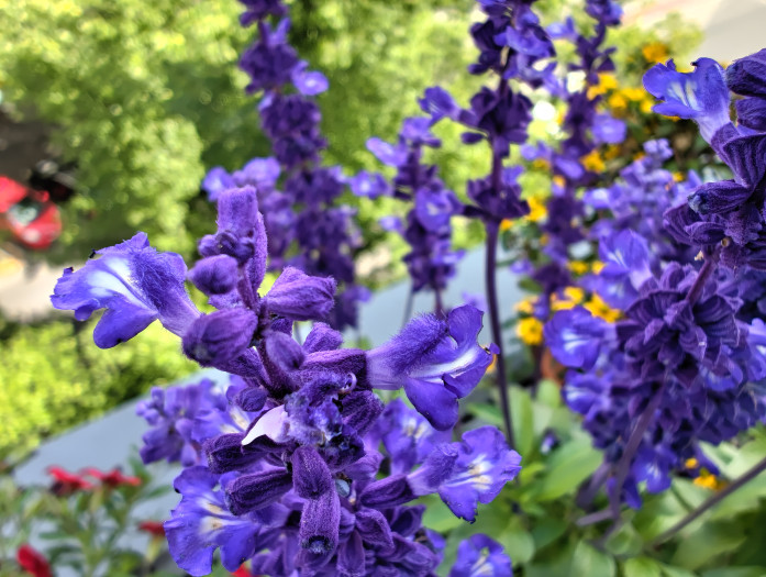 Die Kamera des Phone (2) hat auch einen Makromodus. (Bild: Tobias K&ouml;ltzsch/Golem.de)