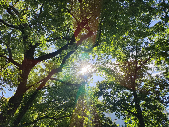 Eine mit der Hauptkamera gemachte Gegenlichtaufnahme (Bild: Tobias Költzsch/Golem.de)