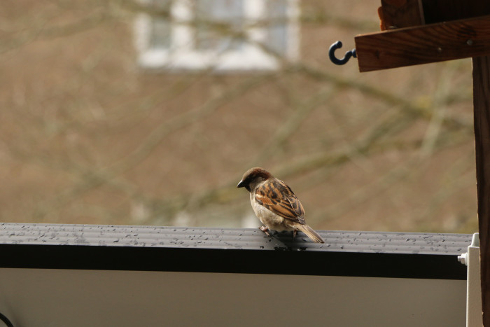 Wenn man wie gehabt ein Vogelhäuschen aufstellt, verschmutzen die schrägen Panels stärker. (Foto: Friedhelm Greis/Golem.de)